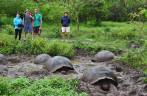 Grupo de tartarugas gigantes chafurda na lama na Ilha de Santa Cruz, em Galápagos